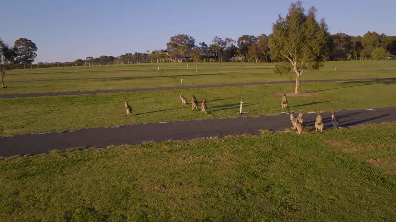 Curious family of kangaroos enjoying morning light at Mount Panorama Wahluu Bathurst NSW