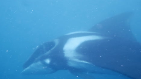 toma de detalle de manta raya en el mar, cámara acuática