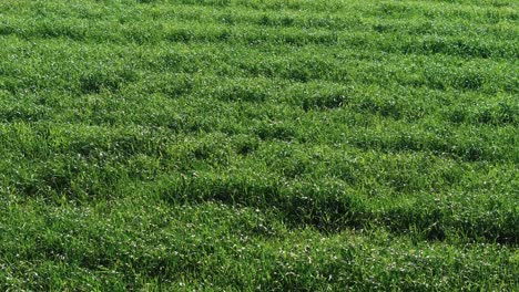 verdant fields on a breeze morning in springtime