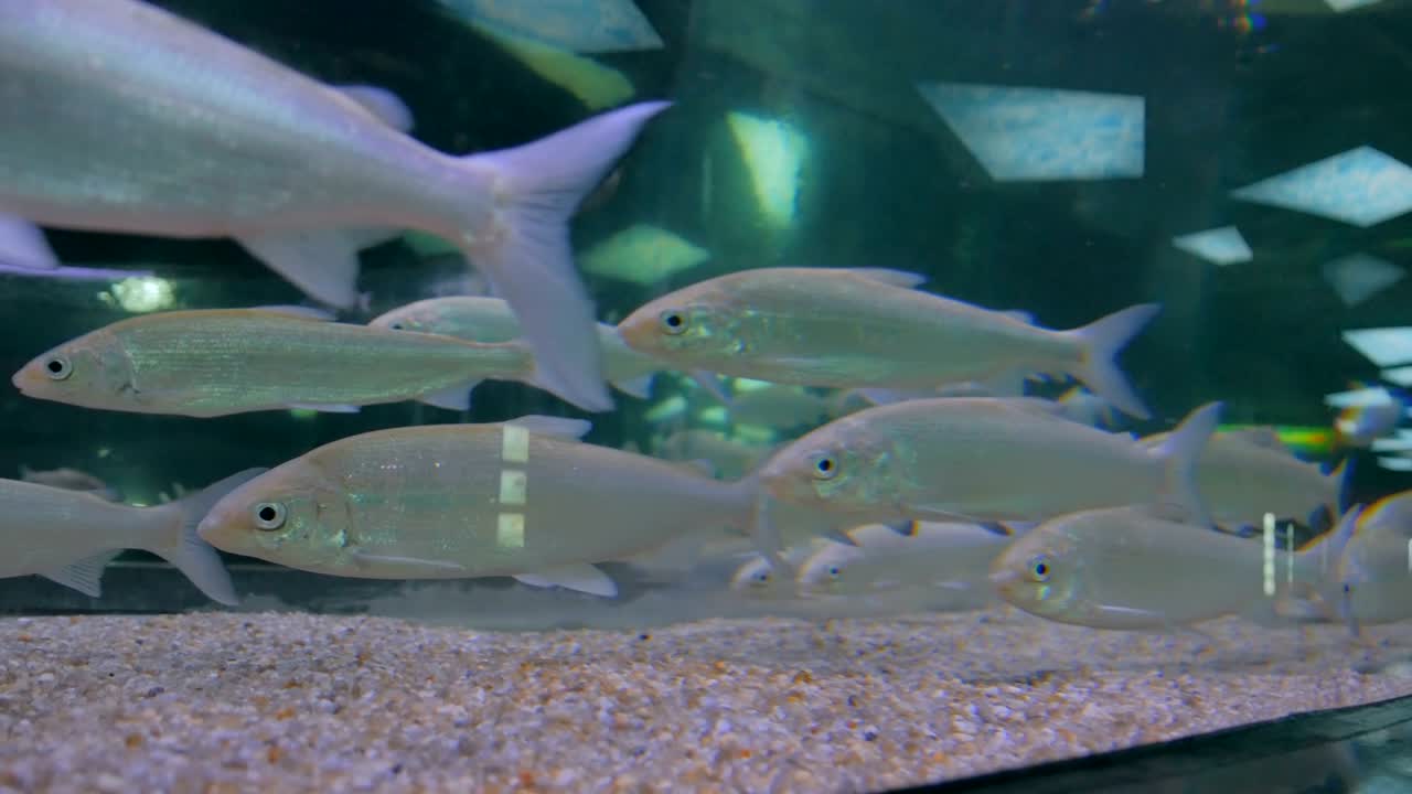 un grupo de peces plateados nadando en un enorme acuario