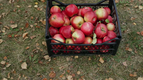 apples in a crate