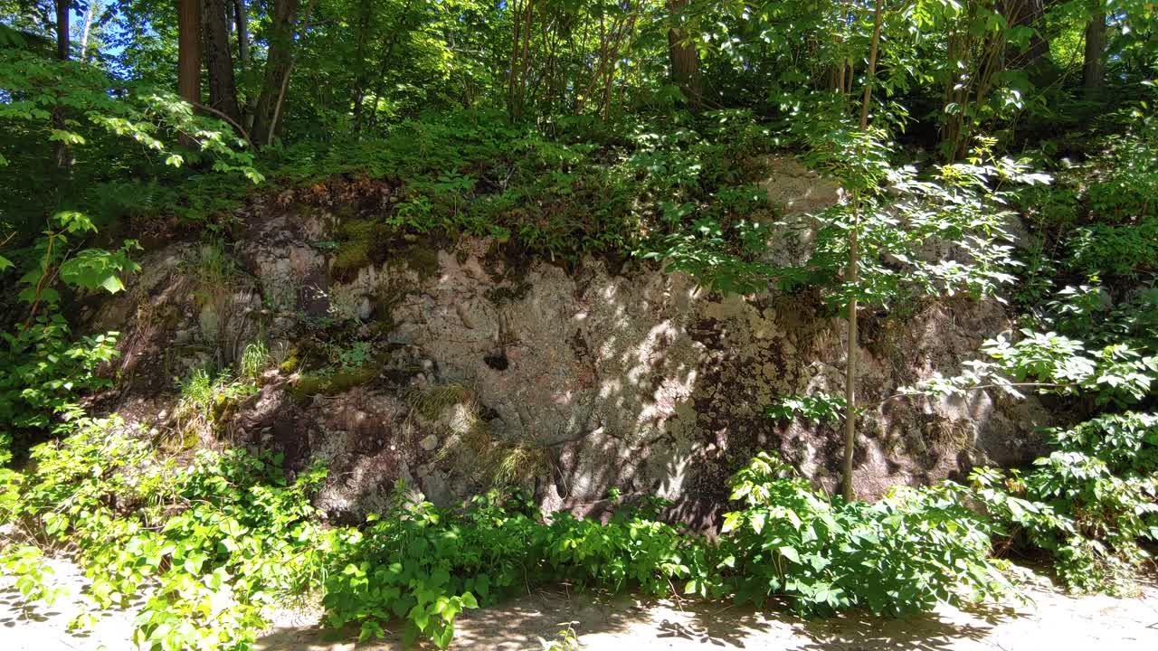 toma horizontal de un hermoso paisaje boscoso en un día soleado.