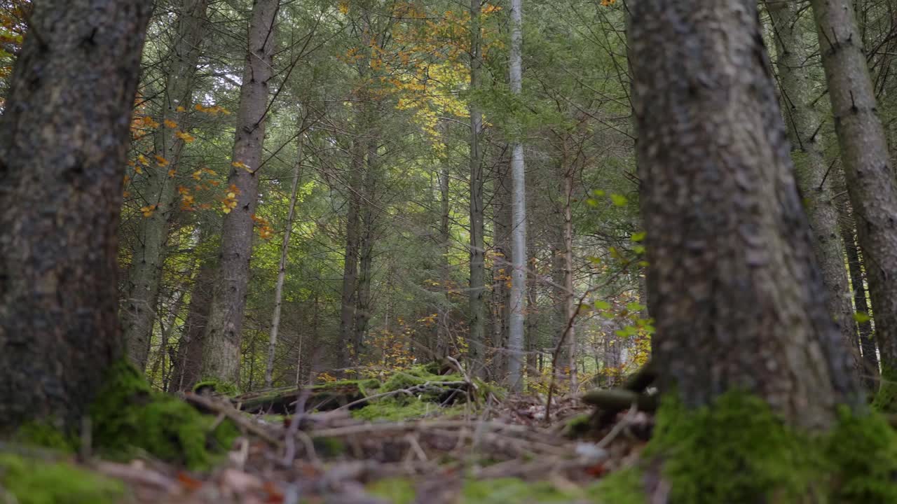 Un sottobosco nella foresta autunnale.