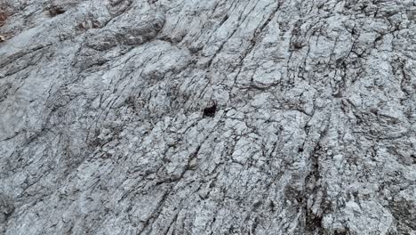 alpine ibex walks around in a rock wall