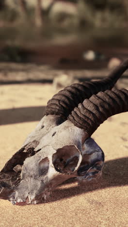 cráneo de animal en la arena del desierto