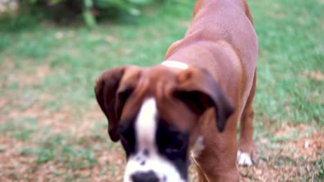 Toma-En-Cámara-Lenta-De-Un-Cachorro-De-Boxeador-Tratando-De-Recoger-Un-Palo-Pequeño