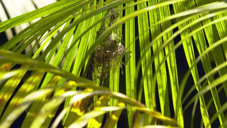 Hermit-Humming-bird-female-sitting-in-a-suspended-nest-,-exits-the-nest-below-the-palm-leaves