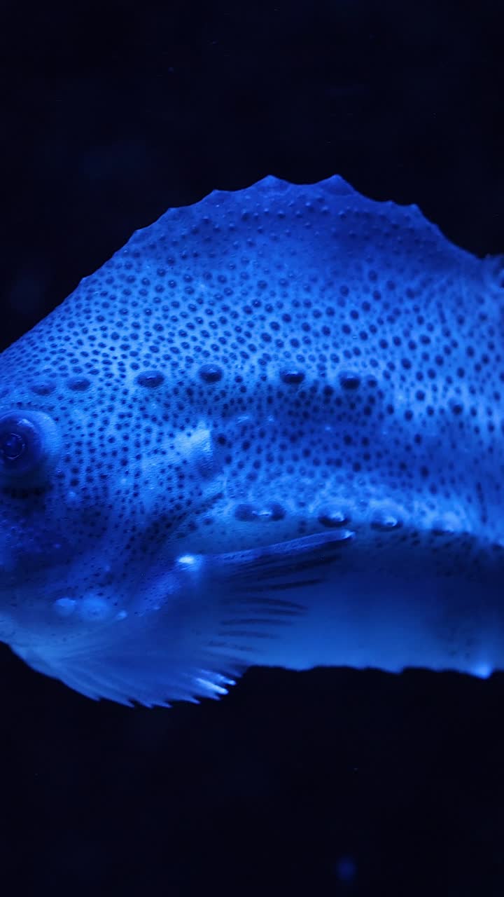 Un pesce nuota tranquillamente in un acquario blu scuro
