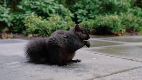 Niedliches-Eichhörnchen,-Das-Nüsse-Auf-Dem-Boden-Im-Hinterhof-Frisst