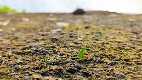 Close-up-of-red-ant-carrying-lush-green-leaf-across-rocky-terrain