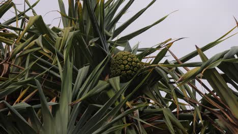 round segmented fruit growing through cluster of spiky green pandanus leaves. closeup shot