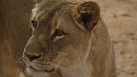 Beautiful-lioness-close-up-side-profile-slow-motion