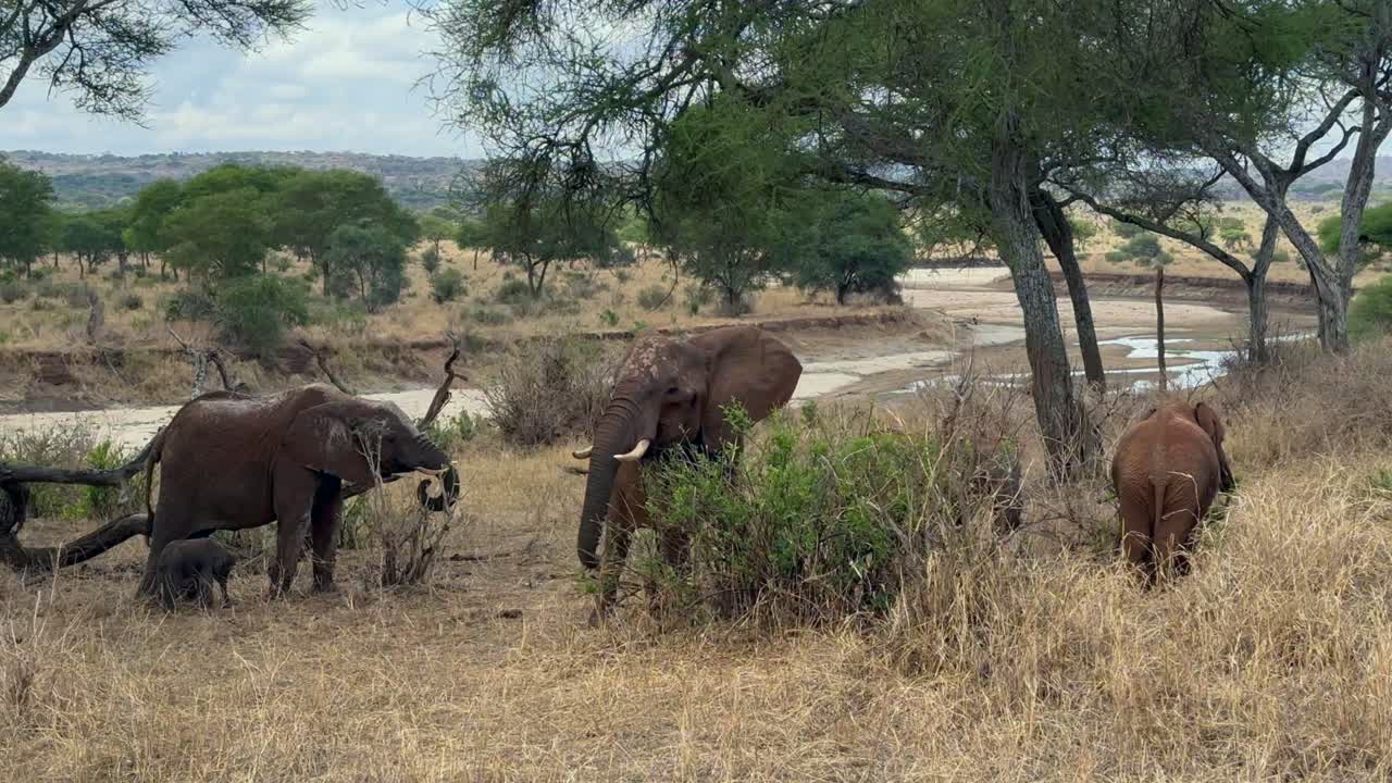 아프리카 덤불 코끼리 (loxodonta africana) 의 무리가 흐린 날씨에 건조한 강변의 덤불에서 잎을 먹고 있다. - 타랑기레 국립공원, 탄자니아