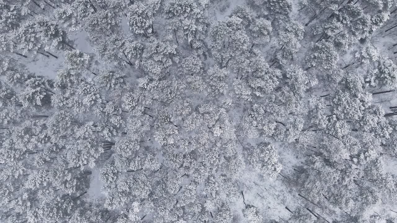 Video di un drone che mostra una splendida vista aerea di una foresta innevata. Nitido paesaggio invernale con cime degli alberi ricoperte di neve catturate dall'alto, che offre un panorama tranquillo e gelido.