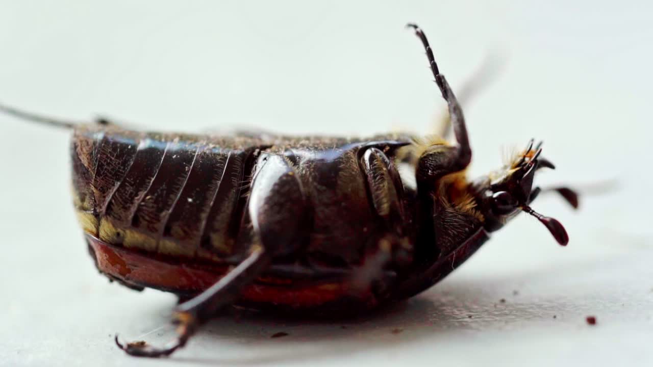 갈색 검 정벌레가 돌아서려고 하고,  바탕에서 팔다리를 계속 움직이고 있다.