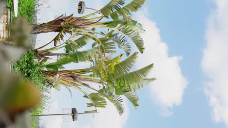 tiro vertical para las redes sociales de palmeras en la soleada isla tropical