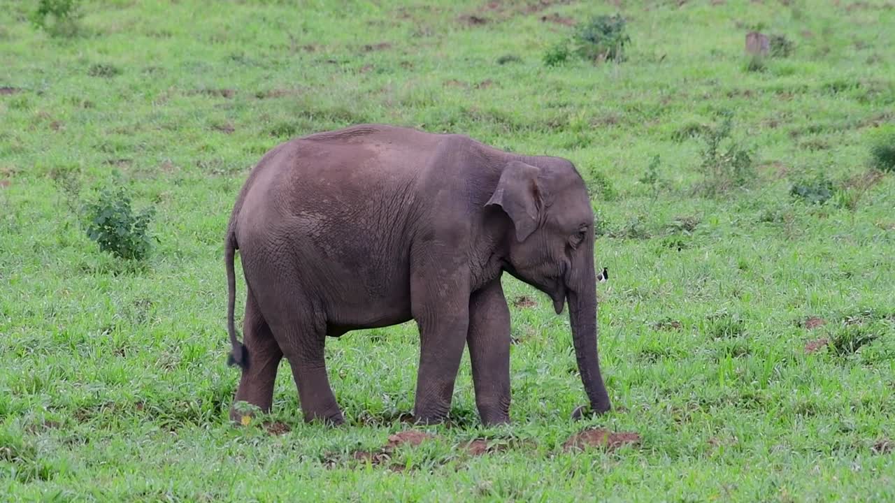 los elefantes asiáticos son especies en peligro de extinción y también son residentes de tailandia