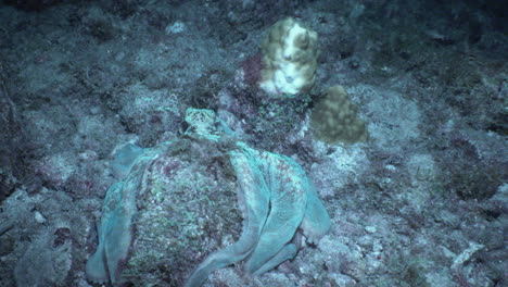 Un-Pulpo-De-Arrecife-Caribeño-Ondula-Sobre-El-Fondo-Del-Océano-Por-La-Noche,-Cambiando-De-Color.