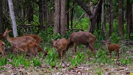 The-Eld's-Deer-is-an-Endangered-species-due-to-habitat-loss-and-hunting