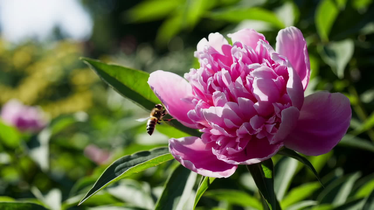 Pink Peony Flowers in Garden