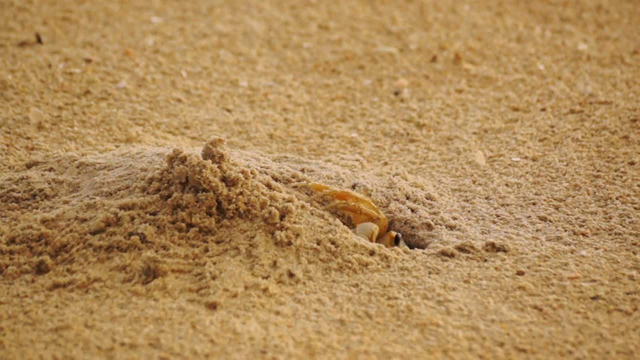 모래 연어 가 굴 에서 모래 를 제거 하고 있다