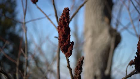 Primer-Plano-De-La-Planta-De-Zumaque-Rojo---Enfoque-Selectivo-En-La-Parte-Superior-De-La-Planta-De-Zumaque-Durante-El-Invierno