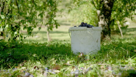 stable handheld - a full bucket of plums sits in a sunny orchard