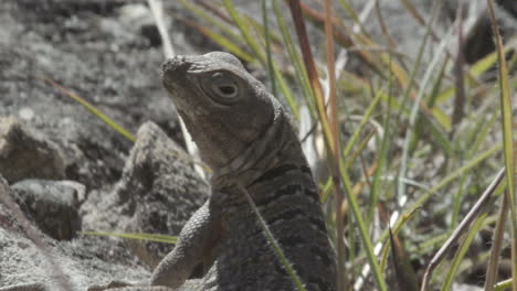 spiny-tailed-lizard-on-rocky-ground-in-Madagascar,-half-hidden-by-some-blades-of-grass-watching-surroundings,-close-up-shot-showing-upper-body-parts