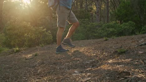 male hiker walking in forest