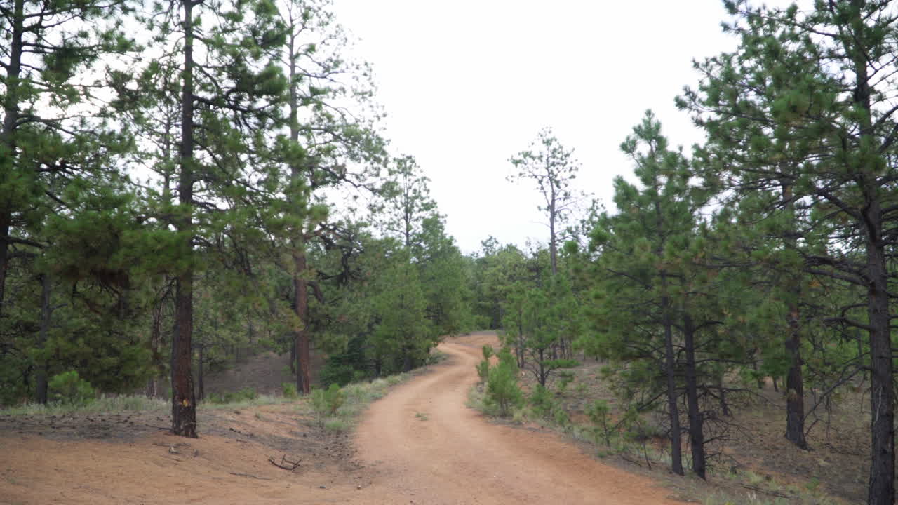 A dirt path separates evergreen trees on a nature walk