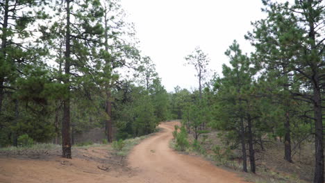 a dirt path separates evergreen trees on a nature walk