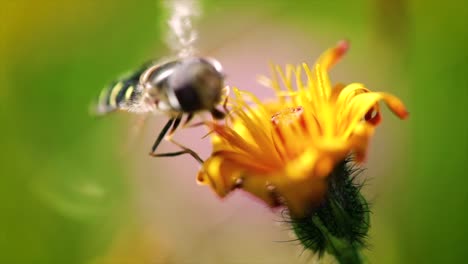 la avispa recoge el néctar de la flor crepis alpina en cámara lenta.