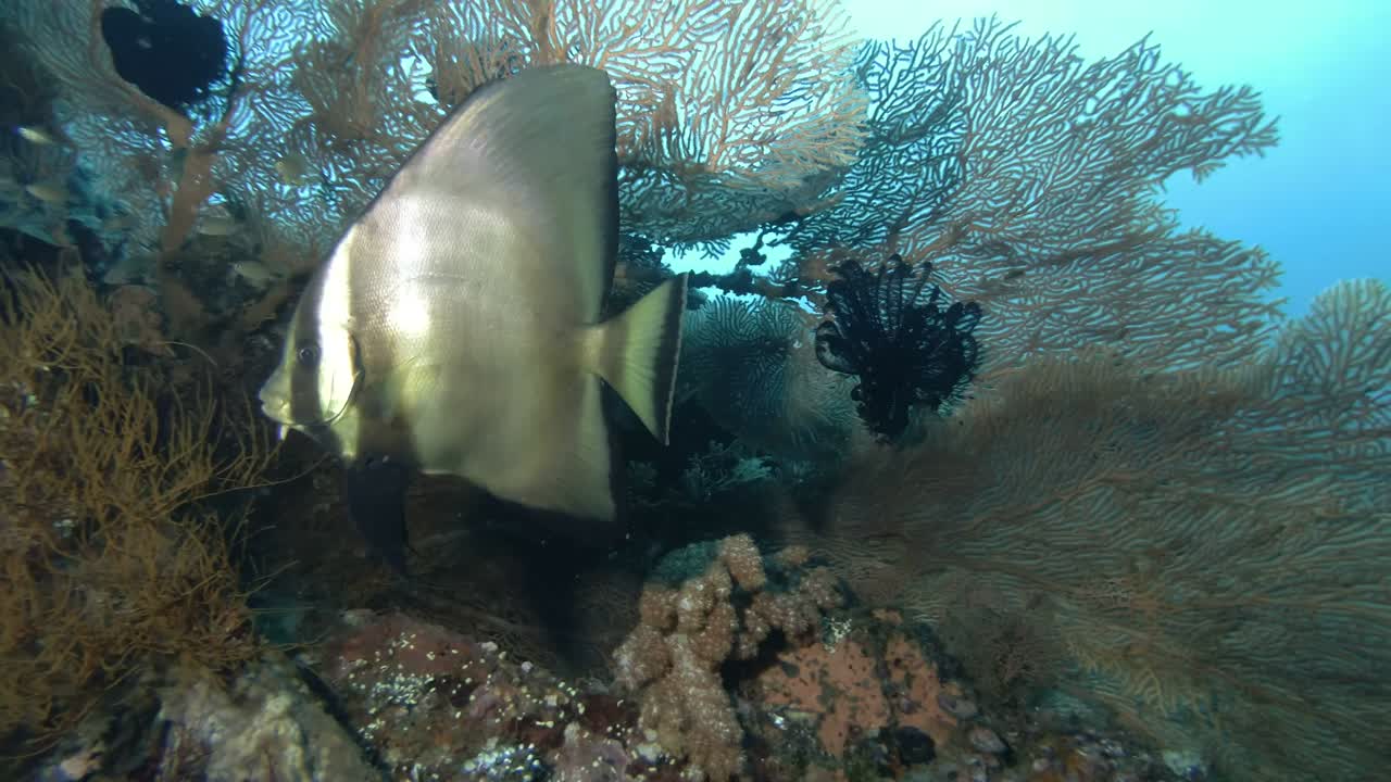 los murciélagos nadan hermosos corales de abanico de mar. cerca de los pinados murciélago - platax pinnatus, bali, oceania, indonesia