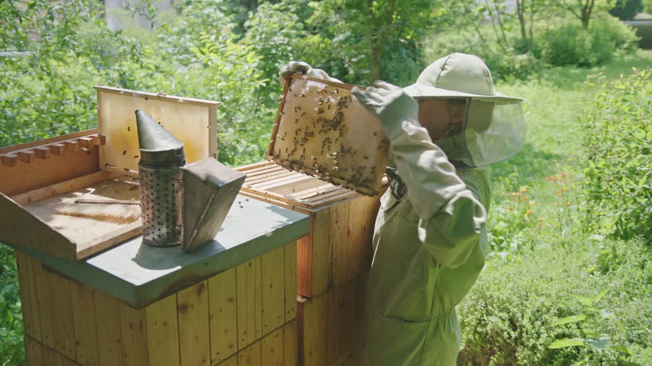 Apicoltore che ispeziona un telaio di covata di api da miele nell'apiario.