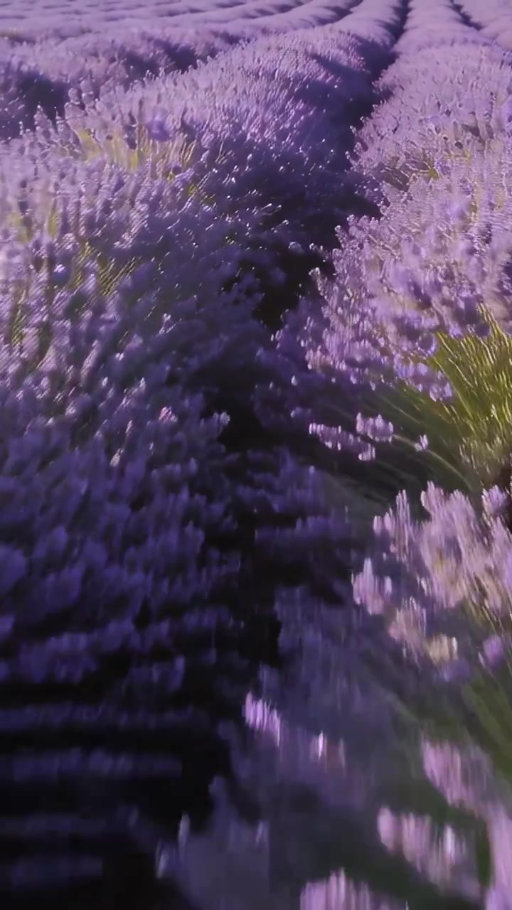 Video verticale: Telecamera a mano che si muove in avanti lungo un sentiero stretto, riprendendo filari di lavanda.