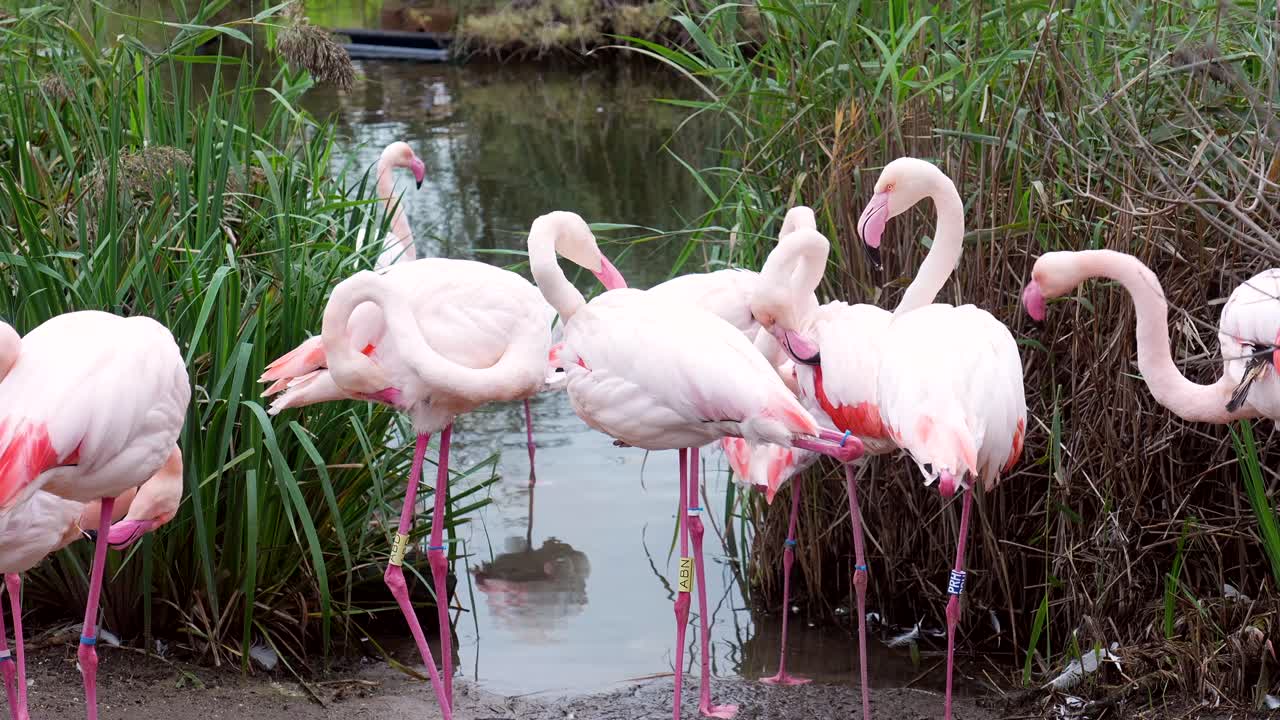 Vaaleanpunaisia flamingoja seisoskelemassa ja siistimässä itseään kosteikolla