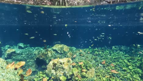 diving in crystal clear turquoise waters at nicte-ha cenote with rocks and small fish in tulum, mexico