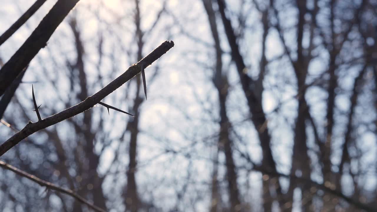 Slow motiion of light glare of branches and forest