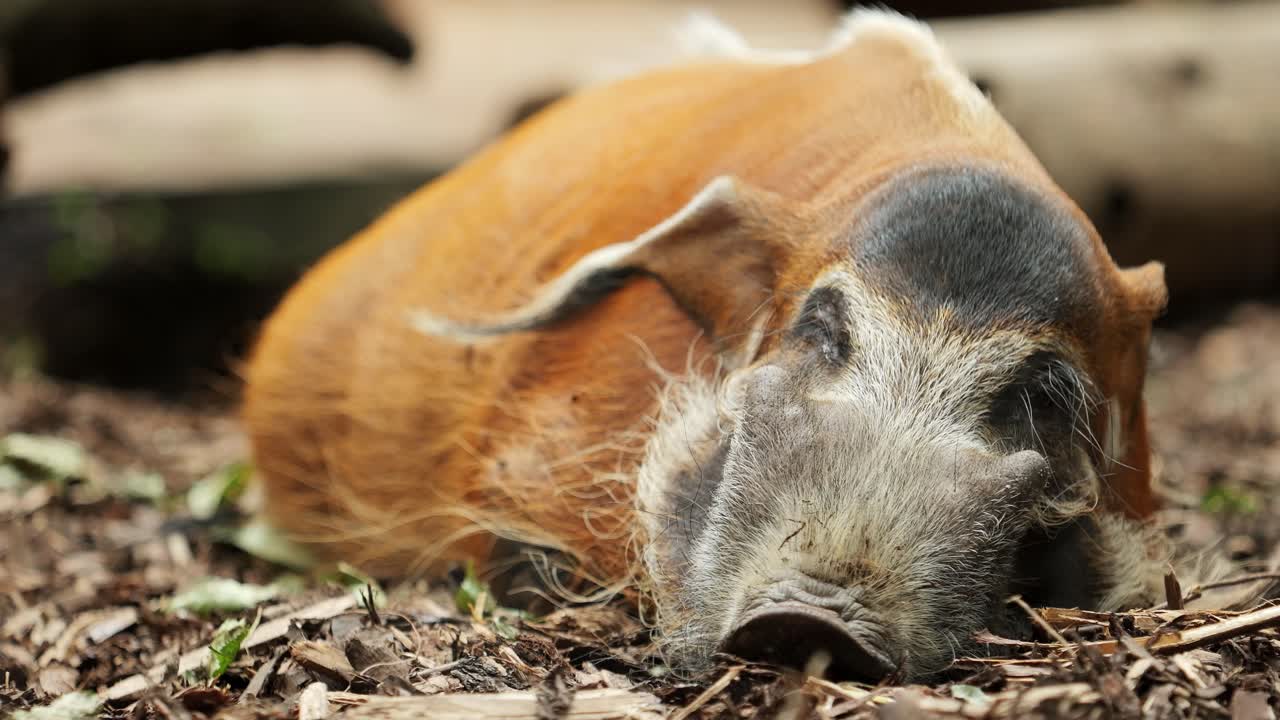 Resting Potamochoerus: Sleeping Peacefully While Gently Swatting Flies Away With Its Tail – A Close-Up shot
