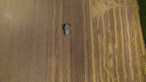 aerial birds eye shot of combine harvester cutting on wheat field during summer day