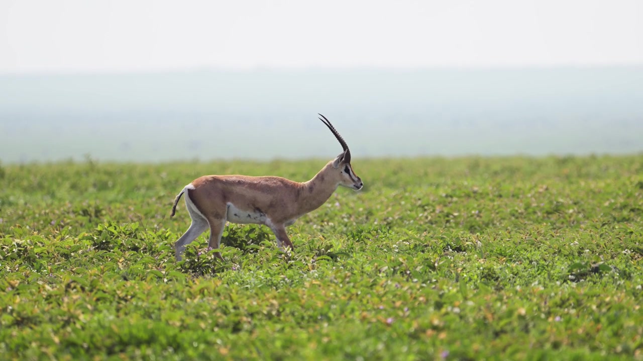 Slowmotion af en Grants gazelle, der går på sletterne i Afrika i Serengeti Nationalpark i Tanzania på en afrikansk vildtsafari med dyrekørsel.