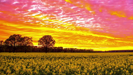 Lapso-De-Tiempo-De-La-Puesta-De-Sol-En-La-Noche-Con-Un-Cielo-Colorido-Iluminado-Sobre-Un-Campo-De-Colza-Amarillo-Brillante