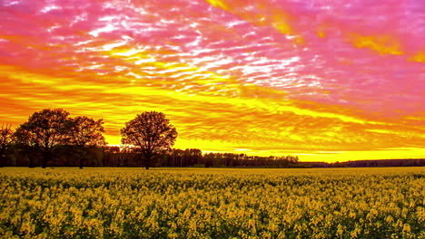 lapso de tiempo de la puesta de sol en la noche con un cielo colorido iluminado sobre un campo de colza amarillo brillante