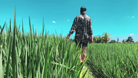male hand touching a wheat grass
