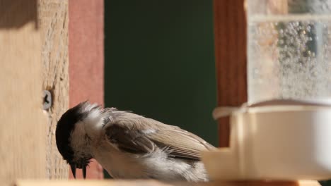 Sumpfmeise-Nimmt-Ein-Paar-Sonnenblumen-Aus-Dem-Futterhäuschen,-Statisch