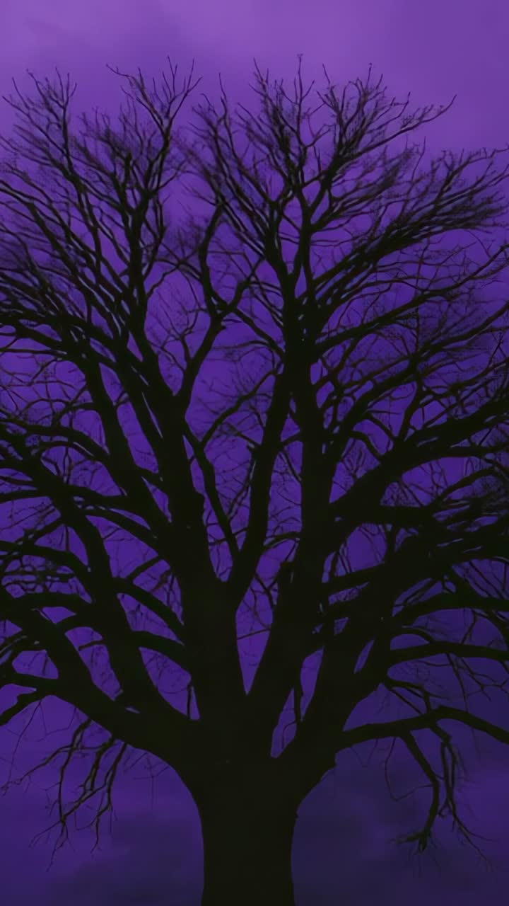 Vertical video: Framing leafless tree silhouette in field at dusk, sky shifting greengray to purple