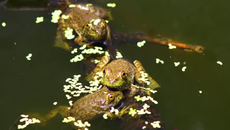 static video of juvenile green frogs on a branch with duck weed