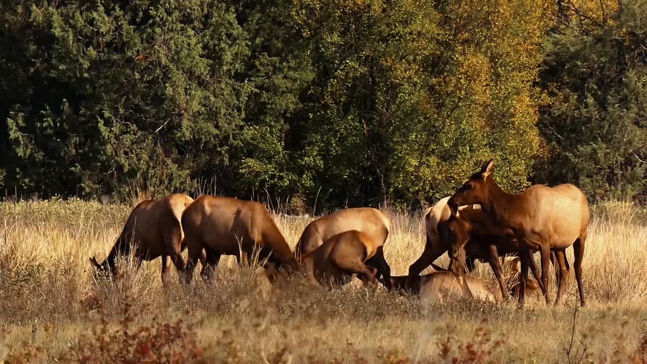 los alces pastan y luego se relajan bajo la cubierta de nubes junto a una montaña