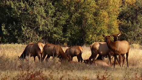 Elk-Graze-Then-Relax-Under-Cloud-Cover-By-A-Mountain