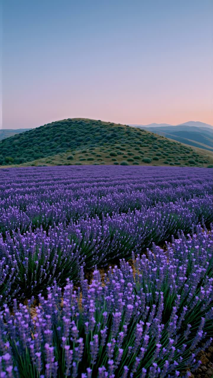 A serene landscape video featuring a low-angle view of a lavender field at sunset, with rolling